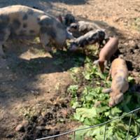 Suinetti di razza duroc di tre mesi