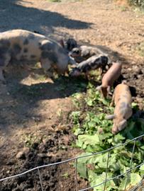 Suinetti di razza duroc di tre mesi
