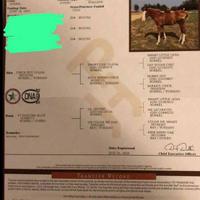 Paint horse stagione di monta 2026