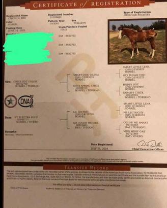 Paint horse stagione di monta 2026