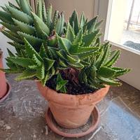 aloe brevifoglia
