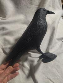 corvo spaventa colombi 