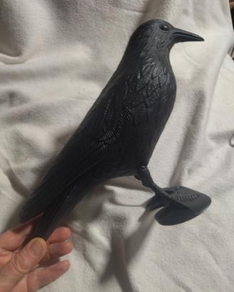 corvo spaventa colombi 