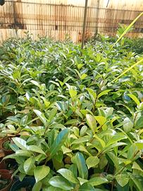 Piantine per siepi sempreverdi spedizione in tutta