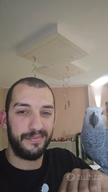 Cenerino piú gabbia