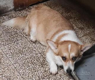 Welsh corgi Pembroke