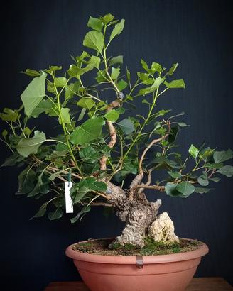Pioppo nero (Populus nigra)