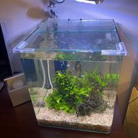 Acquario acqua dolce pronto