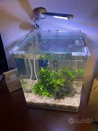 Acquario acqua dolce pronto