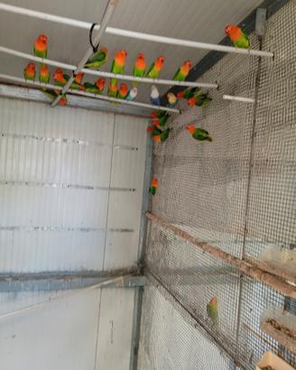 Inseparabili Fischeri opalini