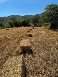 Fieno di avena