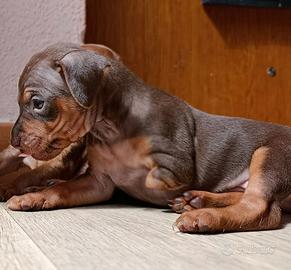 Cuccioli di Pincher Nano