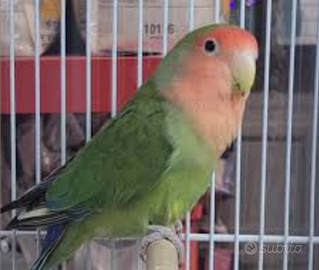 Maschio inseparabile