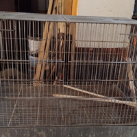 Gabbioni , con coppia di canarini