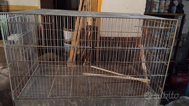 Gabbioni , con coppia di canarini