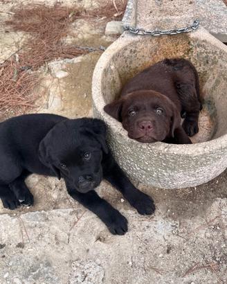 Cuccioli labrador
