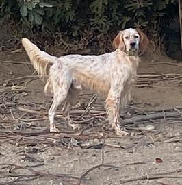 Setter inglese bianco arancio