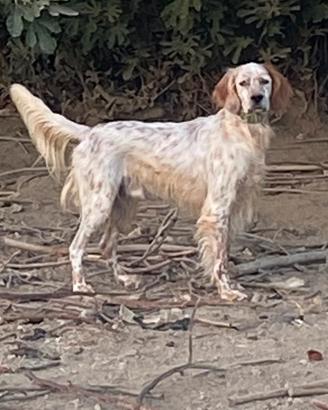 Setter inglese bianco arancio