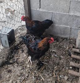 Galli marans 