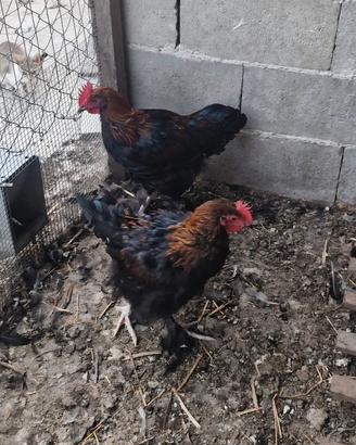Galli marans 