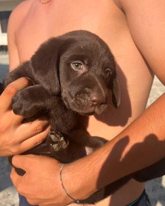 Labrador