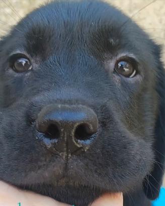 Labrador retriever