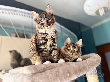 Maine coon