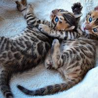 Cuccioli di Bengala con Pedegree