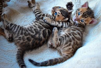 Cuccioli di Bengala con Pedegree