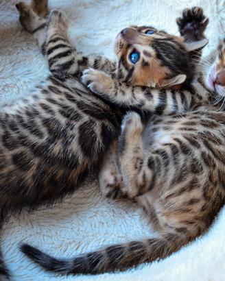 Cuccioli di Bengala con Pedegree