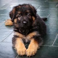 Cucciole di pastore tedesco A PELO LUNGO