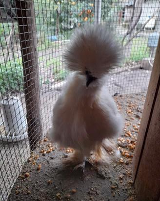 Galline