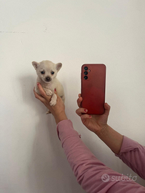 Mini chihuahua femmina