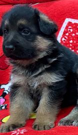 Ultimi 2 pastore tedesco con il pedigree