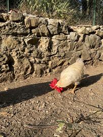 Galline e gallo Valdarnesi