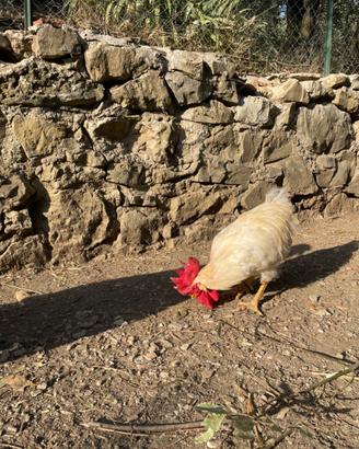 Galline e gallo Valdarnesi