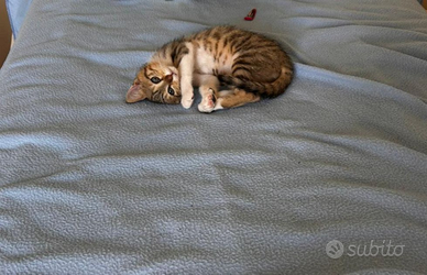Gattino femmina molto carina