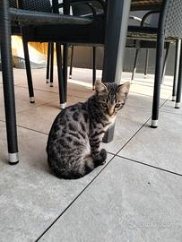Gattina bengala