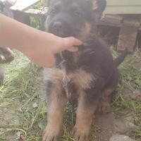 Cuccioli di pastore tedesco