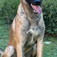 Pastore Belga Malinois