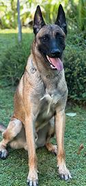 Pastore Belga Malinois