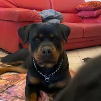 Rottweiler Femmina 5 Anni
