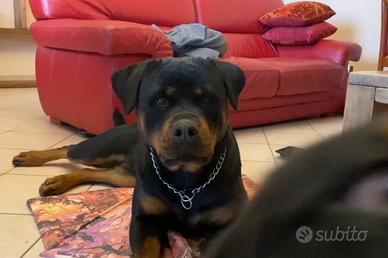 Rottweiler Femmina 5 Anni