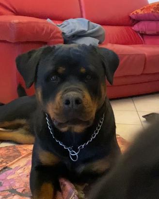 Rottweiler Femmina 5 Anni