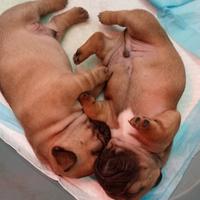 Buldog francesi