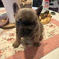 Cucciolo bulldog francese esotico