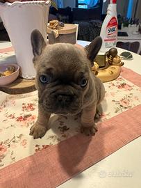 Cucciolo bulldog francese esotico