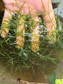 Najas guadalupensis guppy grass pianta + omaggio