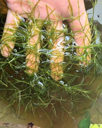 Najas guadalupensis guppy grass pianta + omaggio