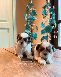 Cuccioli di shihtzu